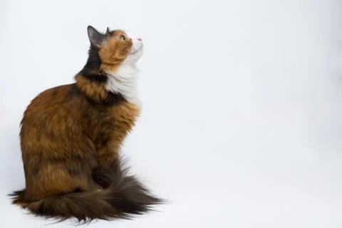 Multi-colored young cat on a white background, studio lighting Foto stock