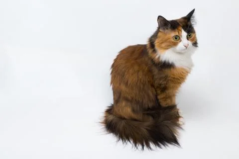 Multi-colored young cat on a white background, studio lighting Stock Photos