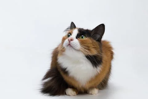 Multi-colored young cat on a white background, studio lighting Stock Photos