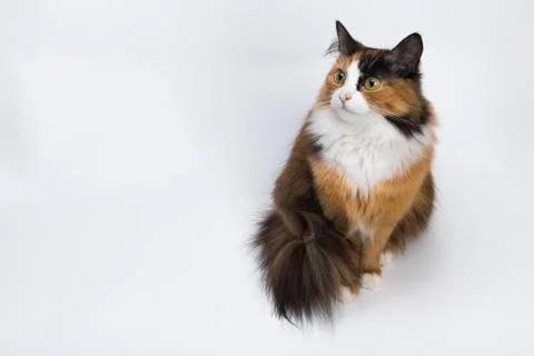 Multi-colored young cat on a white background, studio lighting Stock Photos