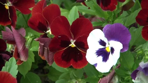 Multi-colour Flowers Vídeos de archivo 7755026