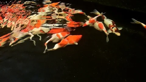Multi colour koi fish footage in dark background Stock Footage 126959360