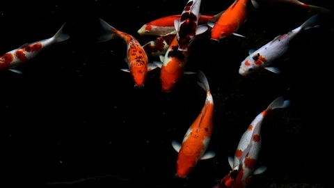 Multi colour koi fish swim footage Stock Footage 126889483