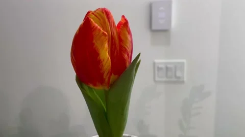Multi-colour tulip flower Stock-Footage 231506400