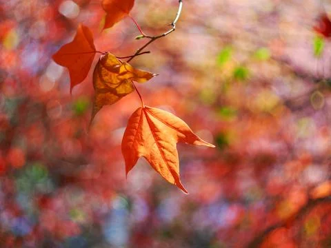 Multi coloured autumn leaves backlit from the evening sun against a soft ou.. Stock Photos