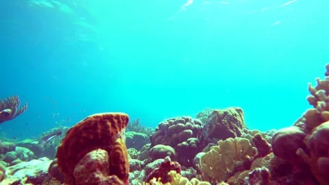 Multi coloured coral with small fish in the background (colourgraded) Stock Footage 75431180