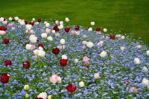 Multi coloured flower bed Foto stock