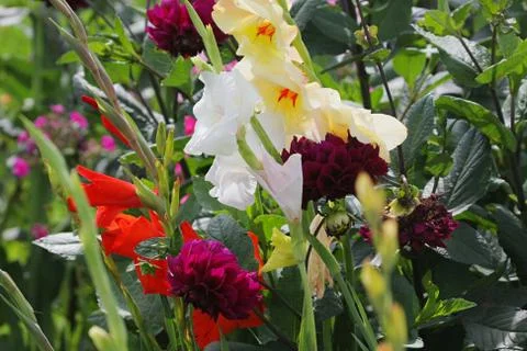 Multi-coloured flowers Stock Photos