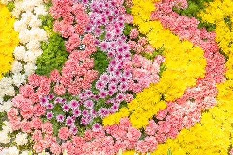Multi-coloured of flowers Stock Photos