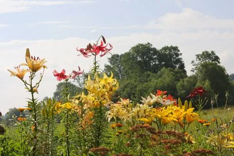Multi-coloured lillies Stock Photos