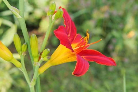 Multi-coloured lilly Stock Photos