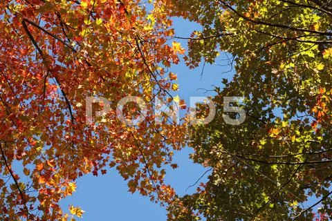 Multi coloured tree branches. Stock Photos