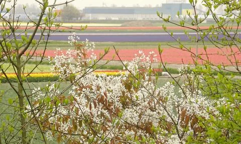 Multi coloured tulip fields blooming during springtime in the Netherlands. Stock Photos