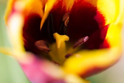 Multi coloured tulip Stock Photos