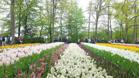 Multi- coloured tulips Video stock 313563883