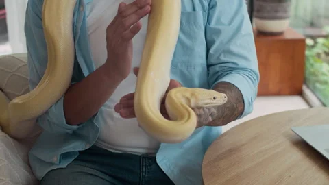 Multi-ethnic Man Stroking and Observing Yellow Pet Snake in Living Room Video stock 304542762