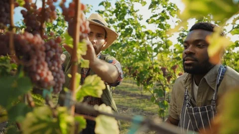 Multi-ethnic young men collecting ripe red grapes cutting with sciccors working Stock Footage 116990364