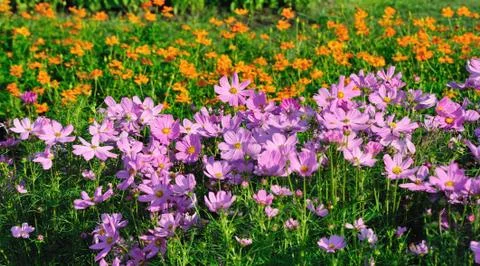 Multi field of daises flowers. Stock Photos