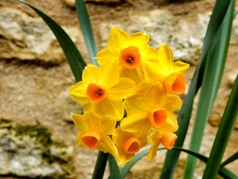 Multi-headed narcissus Stock Photos