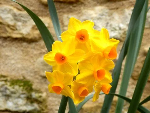 Multi-headed narcissus Stock Photos
