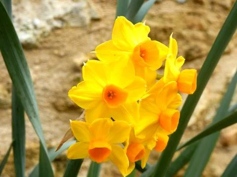 Multi-headed narcissus Stock Photos