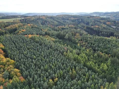 Multi-hued forest landscape Stock-Fotos