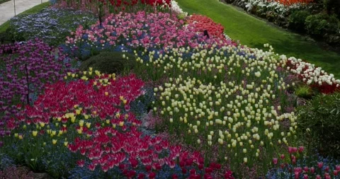 Multi-layered flower beds with variety of tulips Stock Footage 134086168