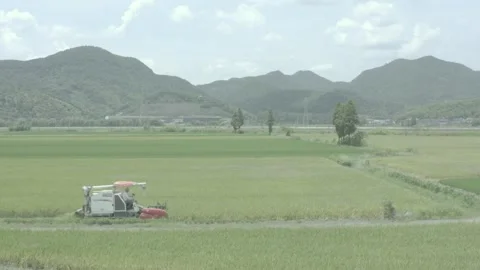 Multi lens aerial camera harvester harvesting rice. Stock Footage 253375978
