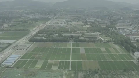 Multi lens aerial panoramic view of rice fields. Stock Footage 251628317