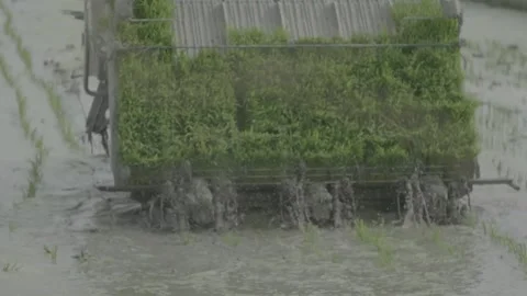 Multi lens display of the transplanting process of harvesting rice. Video stock 253375897