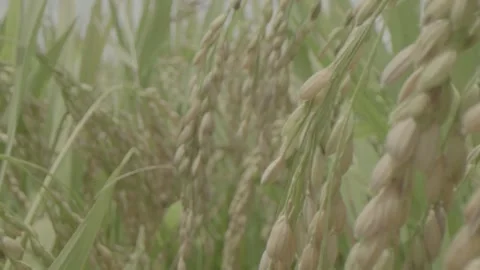 Multi lens shooting of mature wheat ears. Stock Footage 253465239