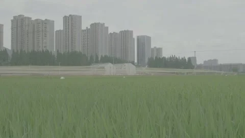 Multi lens shooting of the ripening wheat in the rice. Stock Footage 251628330