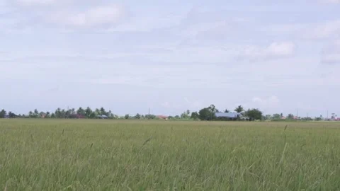 Multi lens shooting of wheat ears in rice fields. Video stock 250770026