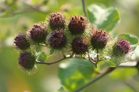 Multi lesser burdock buds closeup view with selective focus on foreground Stock Photos