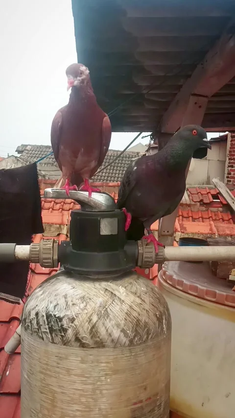 Multi-level aviary with various birds Stock Footage 276853995