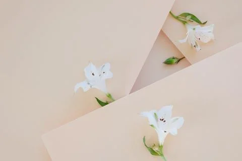 Multi-level beige background with flowers. Multiple levels of paper, refracti Foto stock