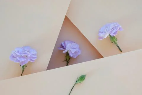 Multi-level beige background with flowers. Multiple levels of paper, refracti 스톡 사진