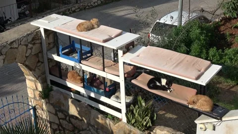 Multi-level outdoor cat shelter with sleeping stray cats Video stock 342946354