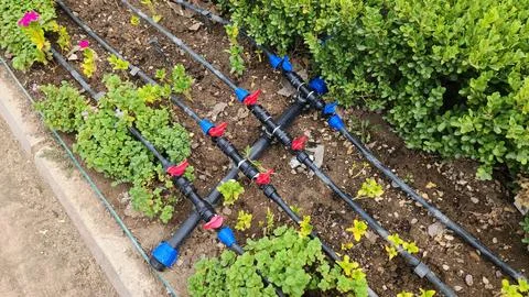 Multi-lines drip irrigation system Stock Photos