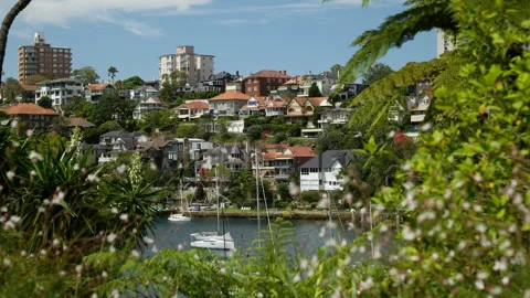 Multi million dollar homes in Sydney seen through wild flowers 6K Stock Footage 301855080