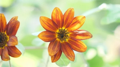 Multi pan of two gorgeous burgundy and yellow flowers blowing in the wind in Stock Footage 95032289