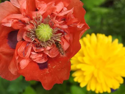 Multi petaled poppy Stock Photos