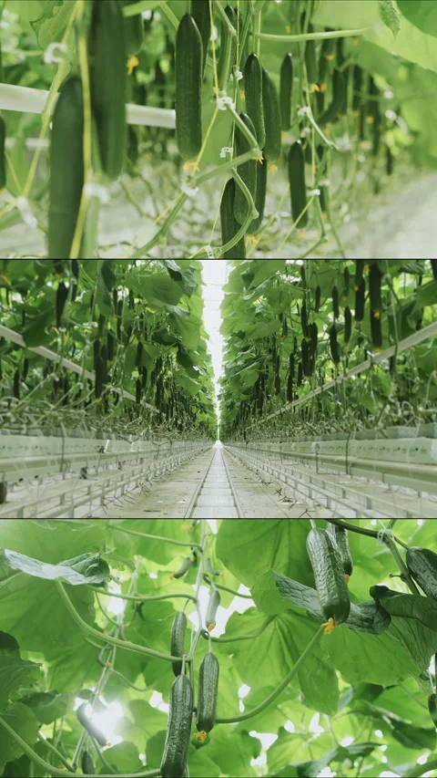 Multi Screen Collage of fresh ripe cucumbers growing in a greenhouse. Stock Footage 306578098