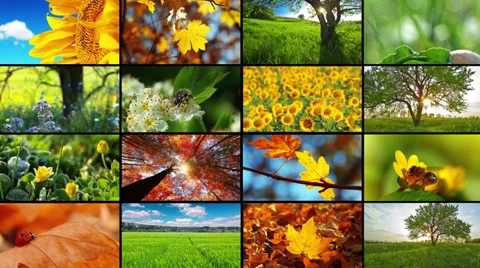 Multi-screen nature montage Stock Footage 35546992
