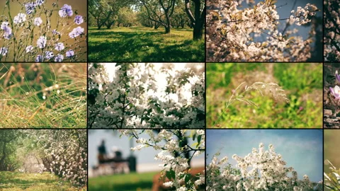 Multi-Screen Spring Video Wall Background Stock Footage 107372083