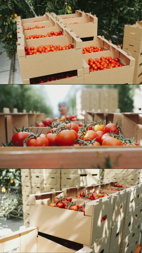 Multi Screen of a worker in a greenhouse with boxes of tomatoes. Stock Footage 306579777