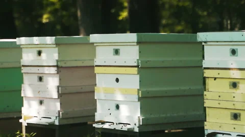 Multi-sectional bee hives. Bees fly into the hive after a few years. Video stock 231736195