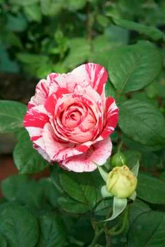 Multi-shade Rose Stock Photos