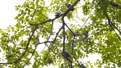 Multi shots of green colored parrots perched atop tree in the wild Stock Footage 123609517