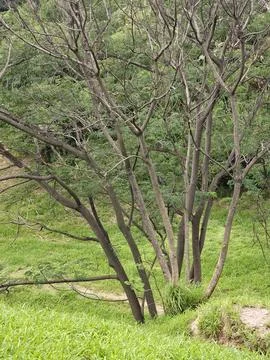 Multi-stem deciduous tree with bare branching structure on a grassy park slop Stock Photos